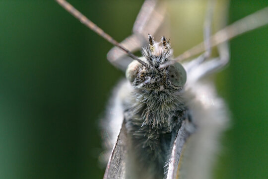 Macro di una falena
