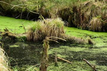 Wasserlinsen auf der Oberfläche eines Sumpfes mit sterbenden Bäumen