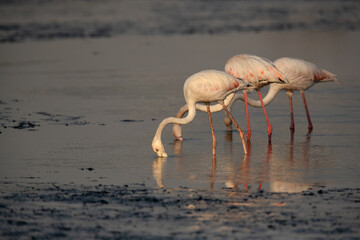 Greater Flamingos feeding at Tubli bay in the morning, Bahrain