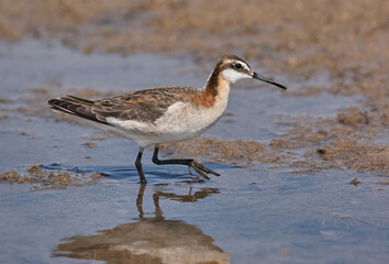 Wilson's Phalarope, Steganopus tricolor