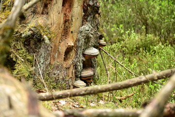 Sterbender Baumstamm mit Baumpilzen