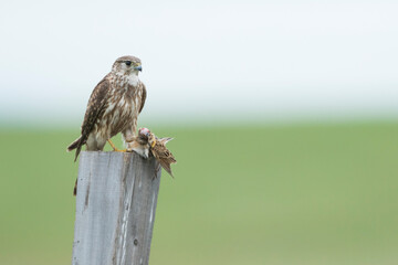 Merlin - Merlin - Falco columbarius ssp. aesalon, Russia (Baikal), adult, female