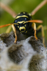 Macro di una vespa su di un alveare