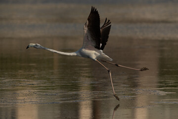 Greater Flamingo takoff at Tubli bay in the morning, Bahrain