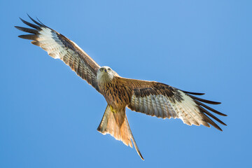 Red Kite - Rotmilan - Milvus milvus, France (Corsica), adult