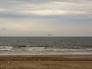 Fototapeta na wymiar Seagull flying over the horizon