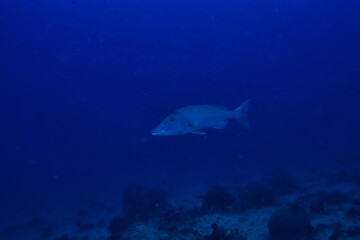 many Caranx underwater / large fish flock, underwater world, ocean ecological system