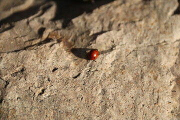 insect, ladybird, nature, ladybug, bug, red, macro, beetle, animal, black, summer, grass, green, tree, leaf, small, spider, fauna, spring, fly, plant