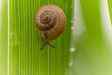 Macro di una piccola chiocciola su di un filo d'erba