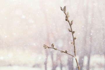 pussy-willow willow / branches bloom, spring concept, Easter holiday, background