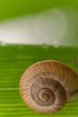 Macro di una piccola chiocciola su di un filo d'erba