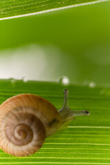 Macro di una piccola chiocciola su di un filo d'erba