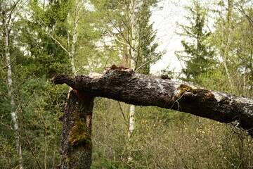Ein toter Baum im Wald