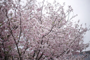 Sakura cherry blossom at Tianyuan temple, Taipei, Taiwan
