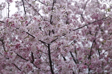 Sakura cherry blossom at Tianyuan temple, Taipei, Taiwan