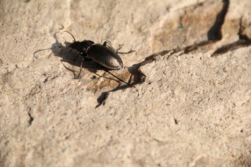 insect, beetle, bug, macro, nature, animal, black, ant, close-up, fauna, antenna, sand, closeup, small, pest, fly, wildlife, green, close, close up, brown, detail, invertebrate, arthropod