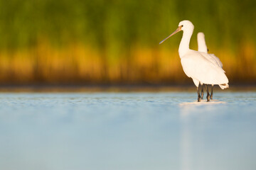 Eurasian Spoonbill - Löffler - Platalea leucorodia ssp. leucorodia, Germany, 1st cy