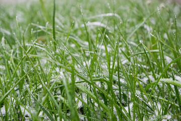 Green grass covered by the first snow on lawn. Green grass sprouts from under the snow that melts in the spring