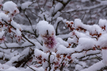 雪の川見四季桜・愛知県豊田市