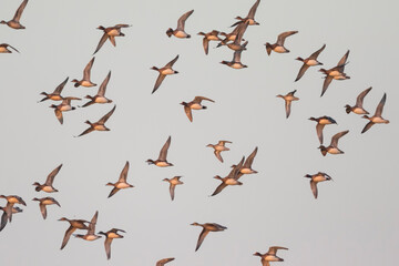 Eurasian Wigeon - Pfeifente - Mareca penelope, Germany (Niedersachsen), flock with Eurasian Teal and Pintail