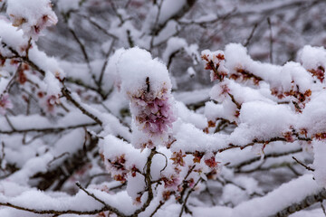 雪の川見四季桜・愛知県豊田市