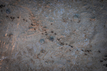 Row of ants on a dry soil