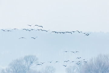 Tundra bean goose - Wald-Saatgans - Anser rossicus, Germany (Brandenburg)