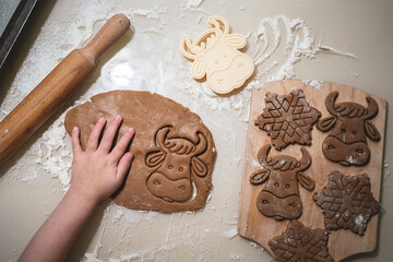 cooking festive cookies for christmas, cutting cookies in form of cow or bull