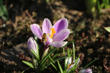 Fototapeta premium Crocus, flower, spring, nature, purple, garden, plant, flowers, green, purple, saffron, bloom, bloom, macro, flora, leaf, grass, season, beauty, natural, floral, yellow, petal, beautiful, easter, bee,