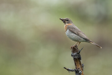 Red-throated Thrush, Turdus ruficollis