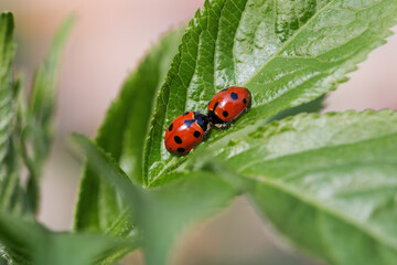 Fototapeta premium Una coppia di coccinelle riposano vicine su di una foglia