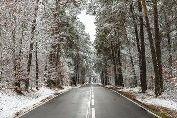 Zimowa droga przez las - 400183356