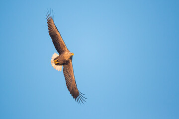 White-tailed Sea-Eagle - Seeadler - Haliaeetus albicilla, Germany (Mecklenburg-Vorpommern), adult
