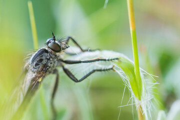 Macro image of an insect in Germany