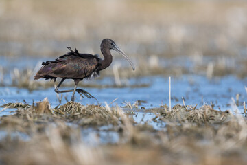 Glossy Ibis - Brauner Sichler - Plegadis falcinellus, Spain, immature
