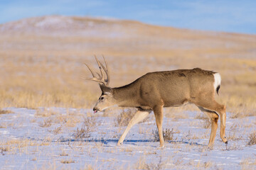 Naklejka premium Mule deer buck. Colorado Wildlife. Wild Deer on the High Plains of Colorado. Mule deer buck in a snow covered field.