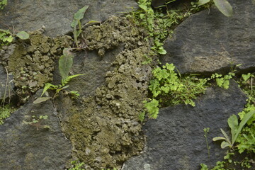 green moss on the stone