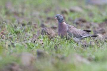Wood Pigeon - Ringeltaube - Columba palumbus ssp. casiotis, Tajikistan, adult