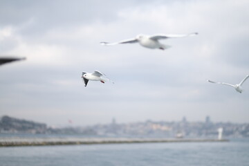 Fototapeta na wymiar a ferry ride in Istanbul, a flight of seagulls 