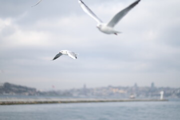 Fototapeta na wymiar a ferry ride in Istanbul, a flight of seagulls 