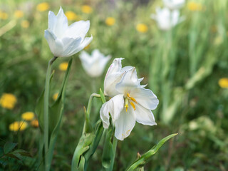 White tulips blooming at a meadow in spring, closeup with selective focus