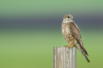 Merlin - Merlin - Falco columbarius ssp. aesalon, Russia (Baikal), adult, female