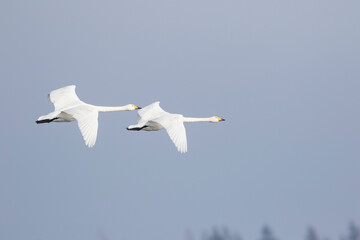 Whooper Swan - Singschwan - Cygnus cygnus, Germany (Mecklenburg-Vorpommern), adult