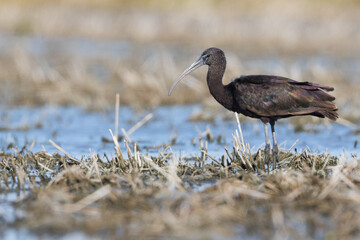 Glossy Ibis - Brauner Sichler - Plegadis falcinellus, Spain, immature