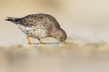 Purple Sandpiper - Meerstrandläufer - Calidris maritima, Germany (Niedersachsen), 1st winter