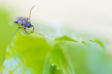Macro image of an insect in Germany