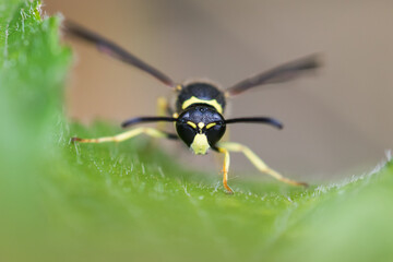 Macro image of an insect in Germany