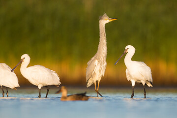 Eurasian Spoonbill - Löffler - Platalea leucorodia ssp. leucorodia, Germany, 1st cy