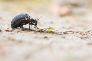 Macro image of an insect in Germany