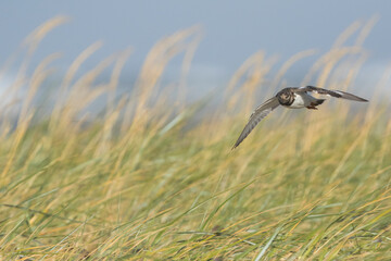 Ruddy Turnstone - Steinwälzer - Arenaria interpres ssp. interpres, Germany (Hamburg)